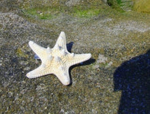 Europe Fashion Women Lady Girls Pretty Natural Starfish Star Beige Hair Clipping J4U66